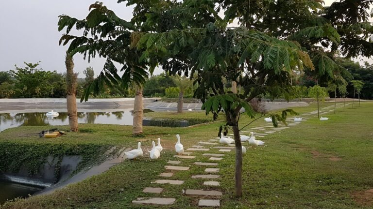 Frangipani estates villa plots in sarjapur road bangalore G 19
