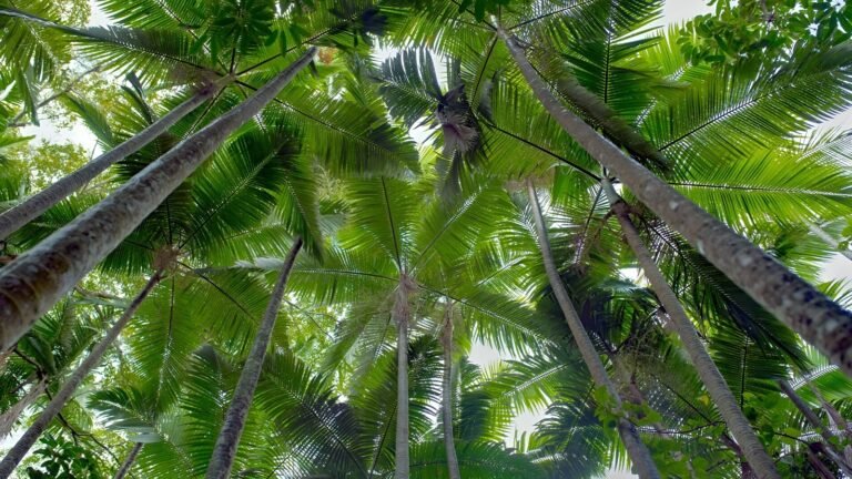 Frangipani estates villa plots in sarjapur road bangalore palm tree